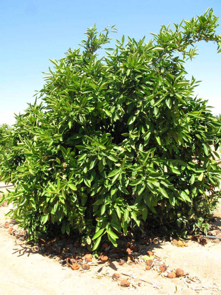            Habit (Riverside, CA)   